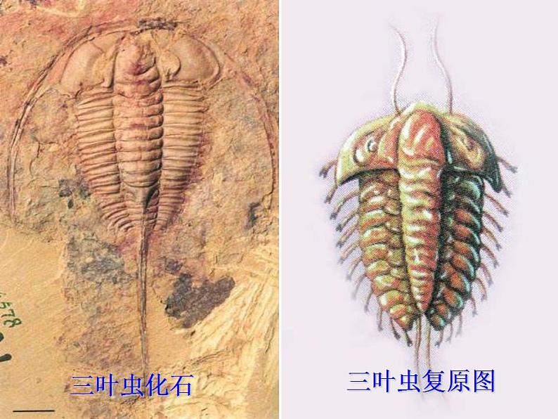 人教版生物八年级下册 第二节 生物进化的历程 (1) 课件03