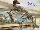 人教版生物八年级下册 第二节 生物进化的历程 (1) 课件