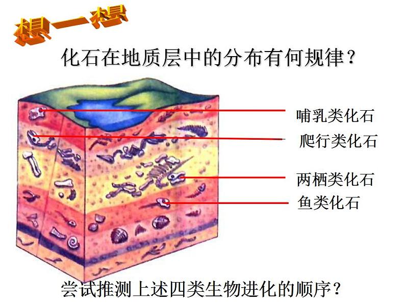 人教版生物八年级下册 第二节 生物进化的历程 (1) 课件06