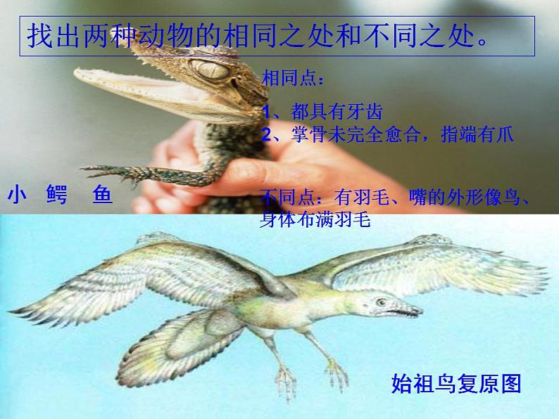 人教版生物八年级下册 第二节 生物进化的历程 (1) 课件07