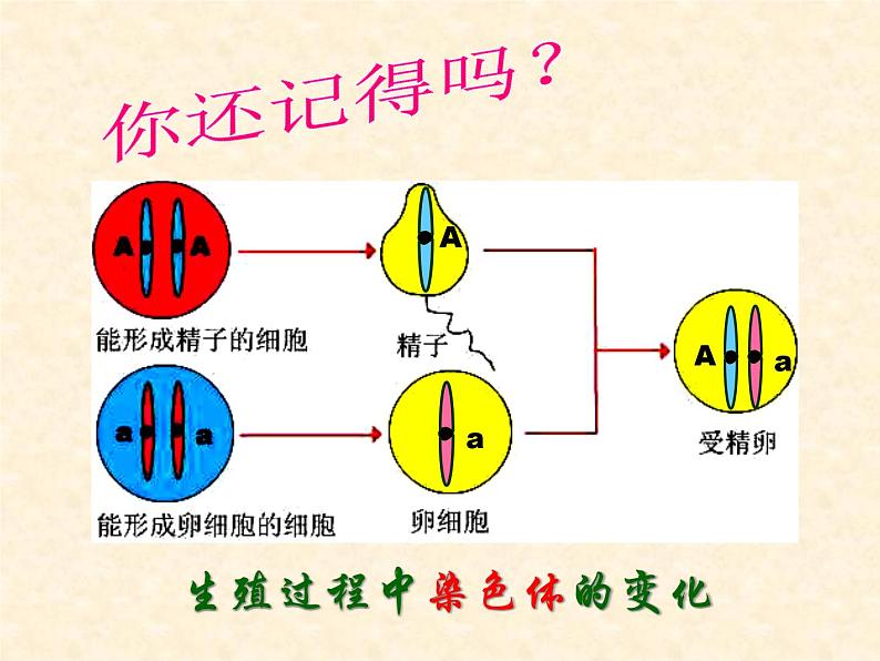 人教版生物八年级下册 第三节 基因的显性和隐性 (2) 课件04