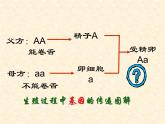 人教版生物八年级下册 第三节 基因的显性和隐性 (2) 课件