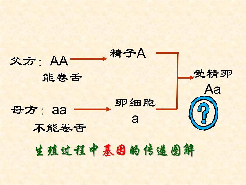 人教版生物八年级下册 第三节 基因的显性和隐性 (2) 课件05