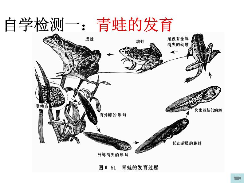 人教版生物八年级下册 第三节 两栖动物的生殖和发育 (2) 课件第6页