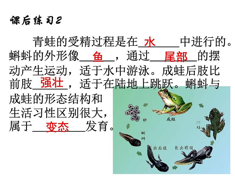 人教版生物八年级下册 第三节 两栖动物的生殖和发育 (2) 课件第7页