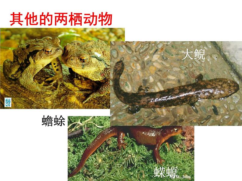 人教版生物八年级下册 第三节 两栖动物的生殖和发育 (2) 课件第8页