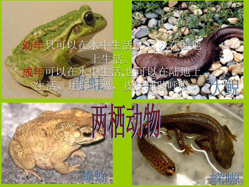 人教版生物八年级下册 第三节 两栖动物的生殖和发育 (3) 课件第2页