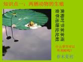 人教版生物八年级下册 第三节 两栖动物的生殖和发育 (3) 课件