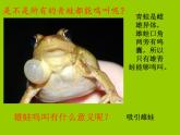 人教版生物八年级下册 第三节 两栖动物的生殖和发育 (3) 课件