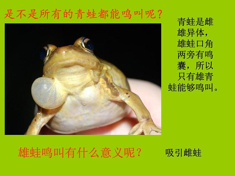 人教版生物八年级下册 第三节 两栖动物的生殖和发育 (3) 课件第4页