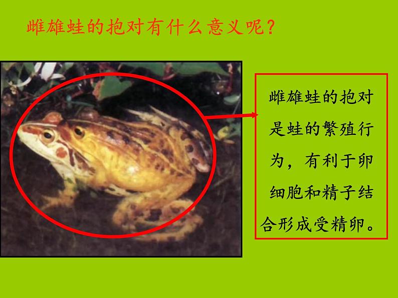 人教版生物八年级下册 第三节 两栖动物的生殖和发育 (3) 课件第5页