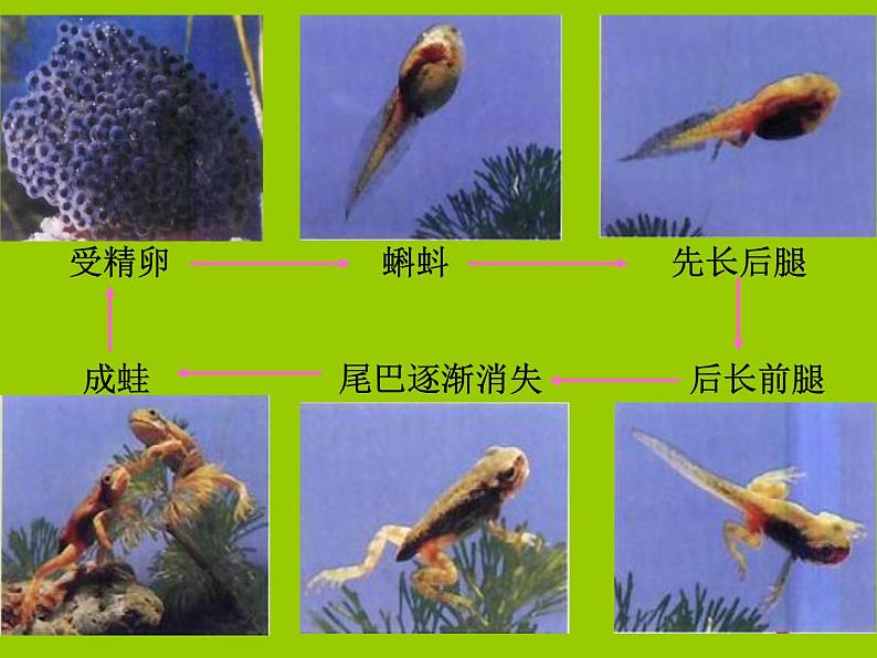 人教版生物八年级下册 第三节 两栖动物的生殖和发育 (3) 课件第8页