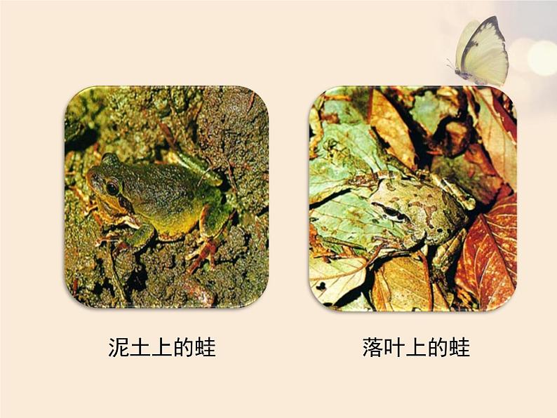 人教版生物八年级下册 第三节 生物进化的原因 (1) 课件第7页