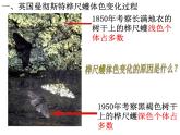 人教版生物八年级下册 第三节 生物进化的原因 (2) 课件