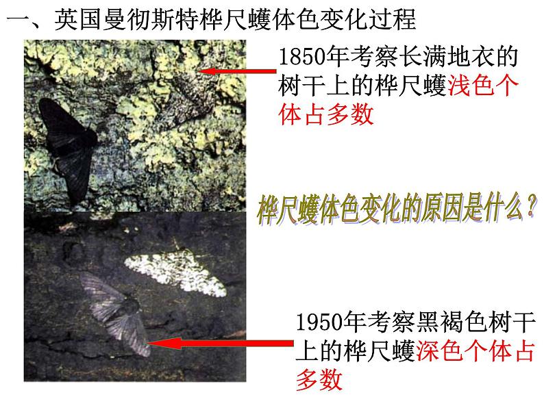 人教版生物八年级下册 第三节 生物进化的原因 (2) 课件第4页