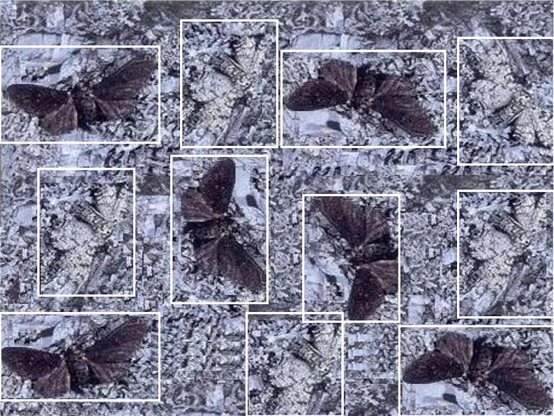 人教版生物八年级下册 第三节 生物进化的原因 (2) 课件第6页