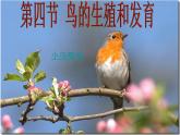 人教版生物八年级下册 第四节 鸟的生殖和发育 (1) 课件