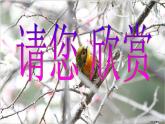 人教版生物八年级下册 第四节 鸟的生殖和发育 (1) 课件