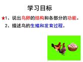 人教版生物八年级下册 第四节 鸟的生殖和发育 (2) 课件