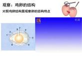 人教版生物八年级下册 第四节 鸟的生殖和发育 (2) 课件