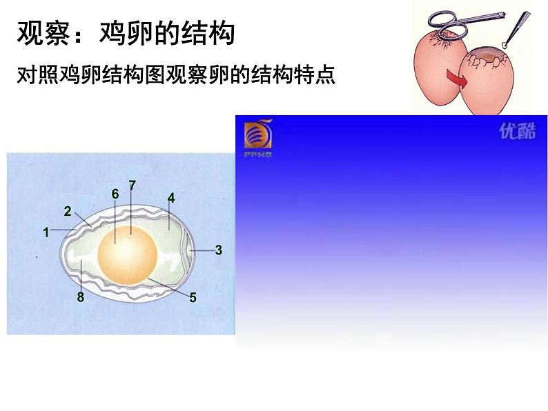 人教版生物八年级下册 第四节 鸟的生殖和发育 (2) 课件第4页