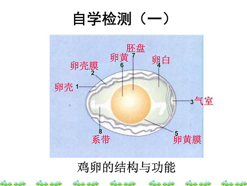 人教版生物八年级下册 第四节 鸟的生殖和发育 (2) 课件第6页