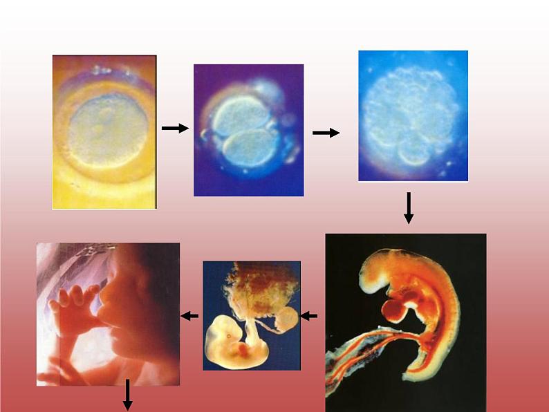 人教版生物八年级下册 第四节 人的性别遗传 (1) 课件第7页