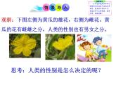 人教版生物八年级下册 第四节 人的性别遗传 (2) 课件