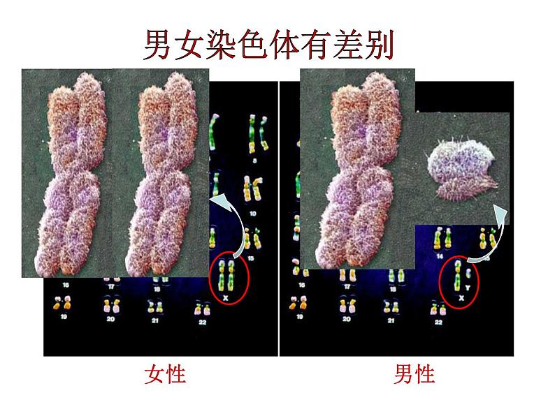 人教版生物八年级下册 第四节 人的性别遗传 (2) 课件08