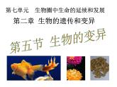人教版生物八年级下册 第五节 生物的变异 (2) 课件