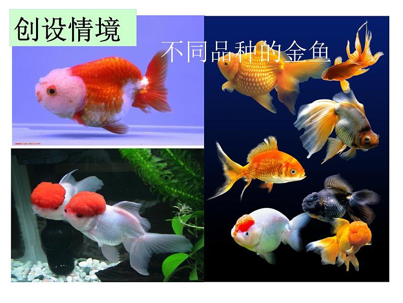 人教版生物八年级下册 第五节 生物的变异 (2) 课件第2页