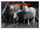 人教版生物八年级下册 第五节 生物的变异 (2) 课件