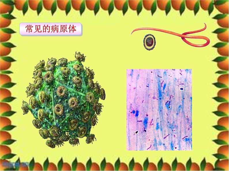 人教版生物八年级下册 第一节 传染病及其预防 (2) 课件第7页