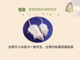 人教版生物八年级下册 第一节 基因控制生物的性状 (1) 课件