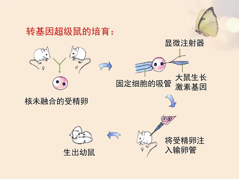 人教版生物八年级下册 第一节 基因控制生物的性状 (1) 课件第5页