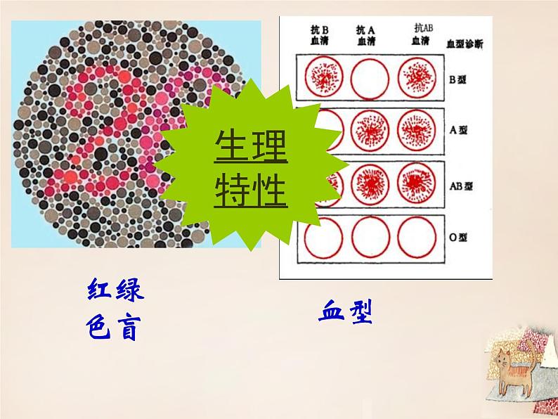 人教版生物八年级下册 第一节 基因控制生物的性状 (5) 课件第7页