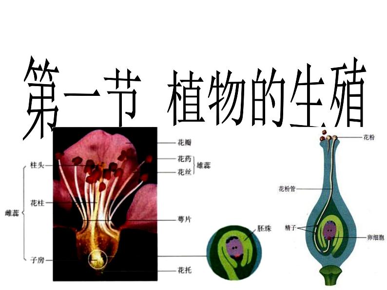 人教版生物八年级下册 第一节 植物的生殖(1) 课件第2页