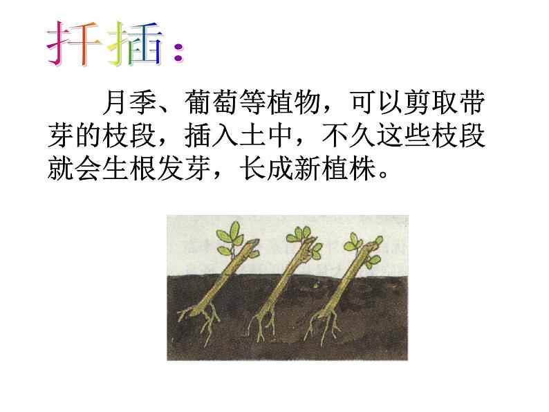 人教版生物八年级下册 第一节 植物的生殖(1) 课件第6页