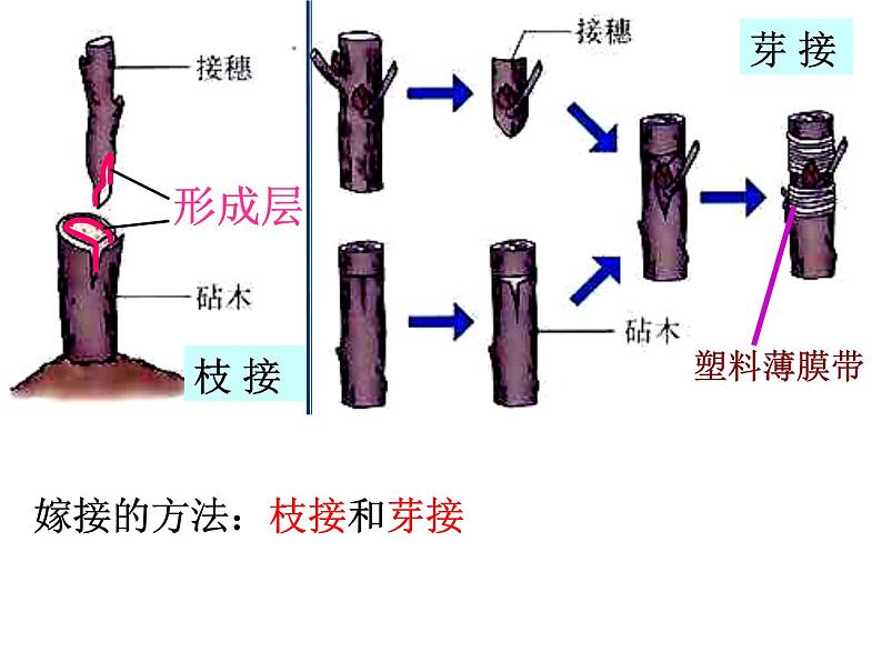 人教版生物八年级下册 第一节 植物的生殖(1) 课件第8页