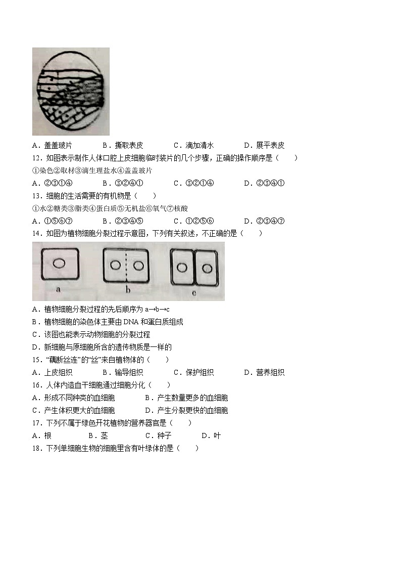 辽宁省丹东市凤城市2023-2024学年七年级上学期期中考试生物试题03