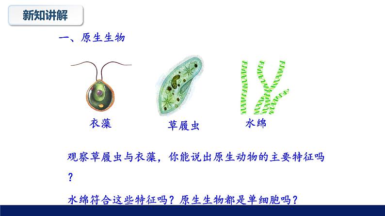 北师大版八年级生物下册课件 22.2 原生生物的主要类群教学课件第6页