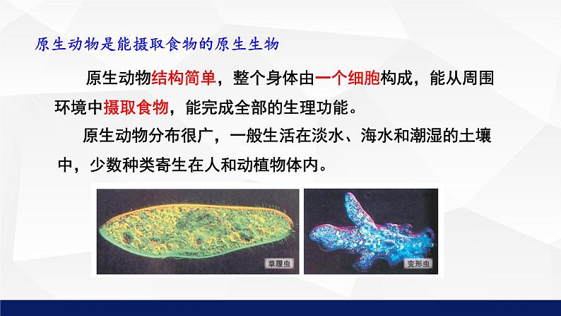 北师大版八年级生物下册课件 22.2 原生生物的主要类群教学课件第7页