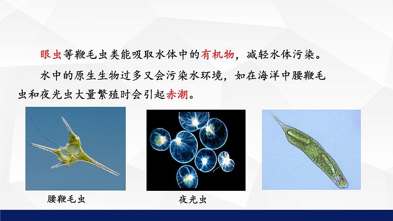 北师大版八年级生物下册课件 22.2 原生生物的主要类群教学课件第8页