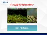 北师大版八年级生物下册课件 22.3 植物的主要类群教学（第一课时）课件