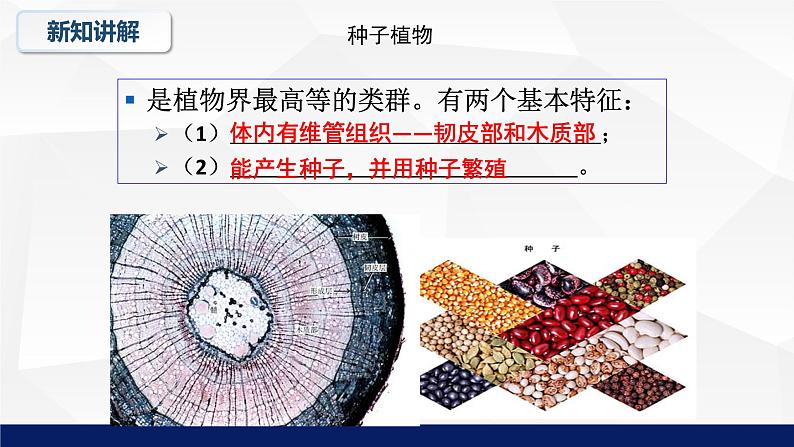 北师大版八年级生物下册课件 22.3 植物的主要类群教学（第二课时）课件06