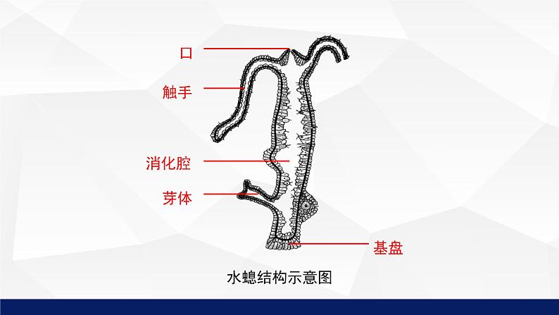 北师大版八年级生物下册课件 22.4 动物的主要类群教学（第一课时）课件07