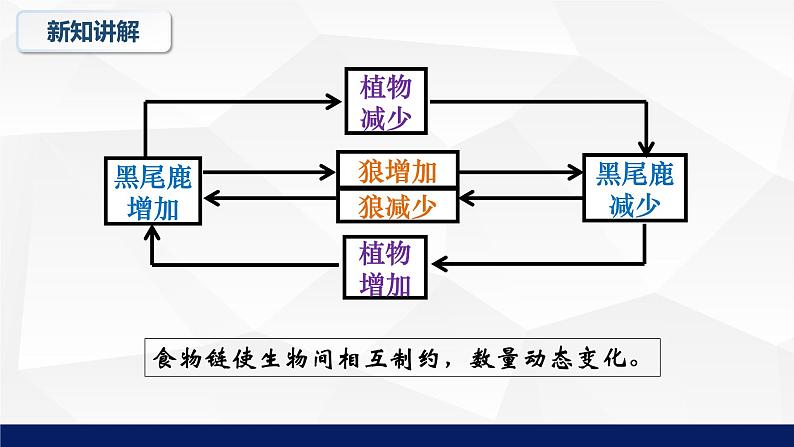 北师大版八年级生物下册课件 23.4 生态系统的稳定性教学课件06