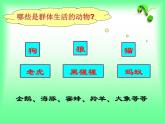 5.2.3 社会行为 教学课件人教版 八年级上册
