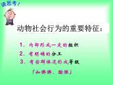 5.2.3 社会行为 教学课件人教版 八年级上册