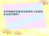 5.4.4 细菌和真菌在自然界中的作用（教学课件）人教版八年级生物上册
